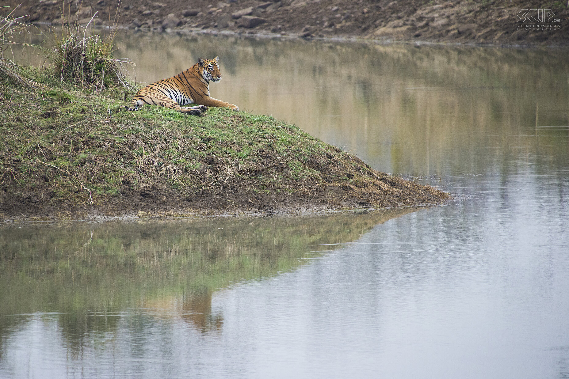 Tadoba - Tijgerin  Stefan Cruysberghs